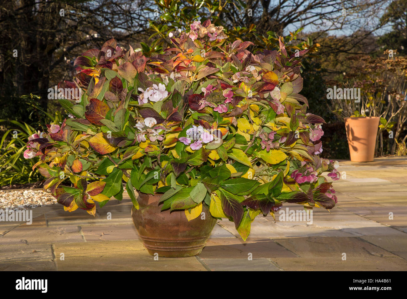 Simple Living In Nancy Growing Colourful Hydrangea In My Garden