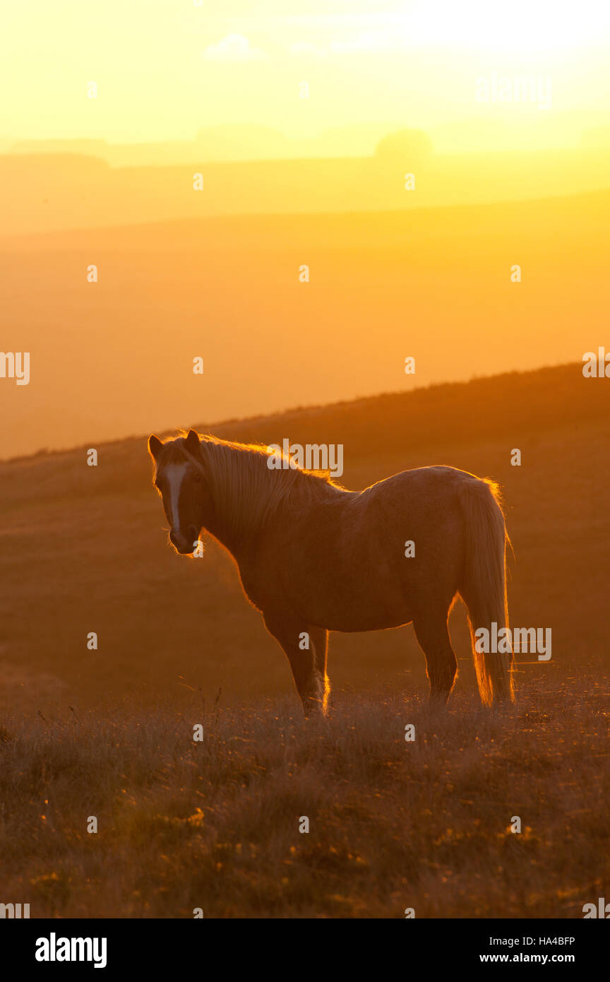 Builth Wells, Powys, Wales, UK. 26th November, 2016. Temperatures are forecast to drop to freezing tonight as Welsh ponies are seen at sunset on the Mynydd Epynt moorland near Builth Wells in Powys, UK Credit:  Graham M. Lawrence/Alamy Live News. Stock Photo
