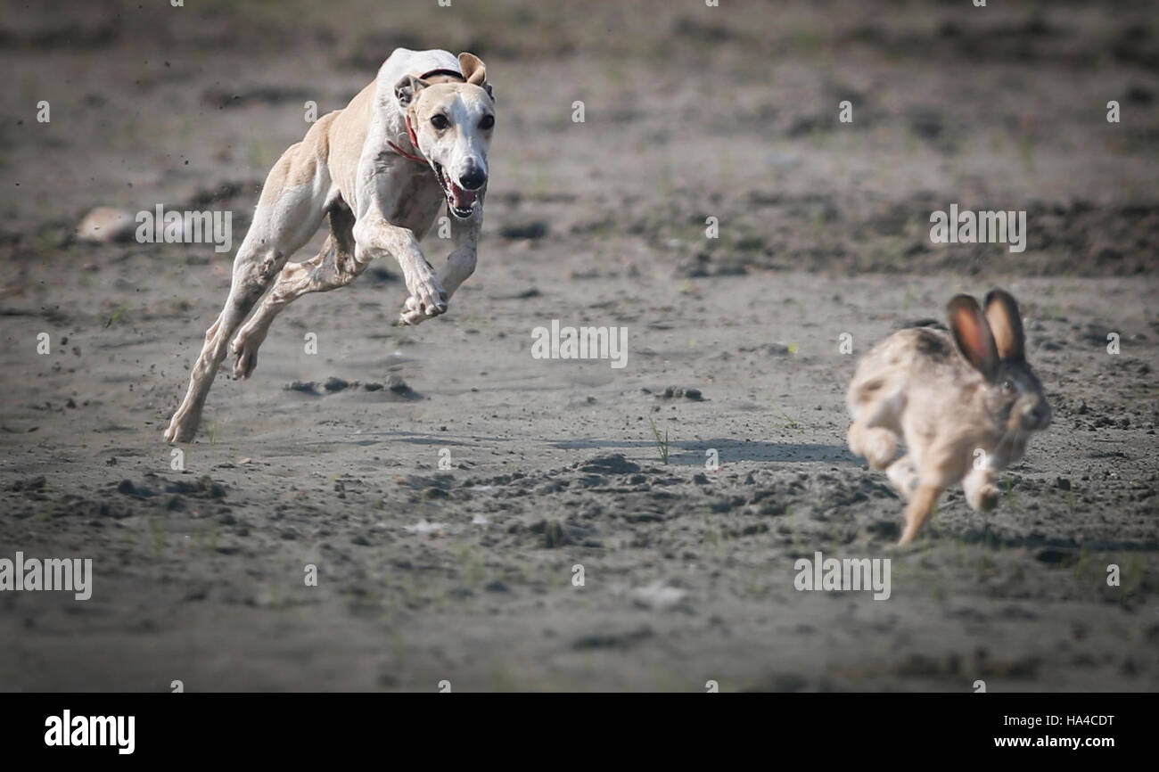 Chinese Rabbit Hunt Wuhan, China. 26th Nov, 2016. Dogs are hunting rabbits to attract ...