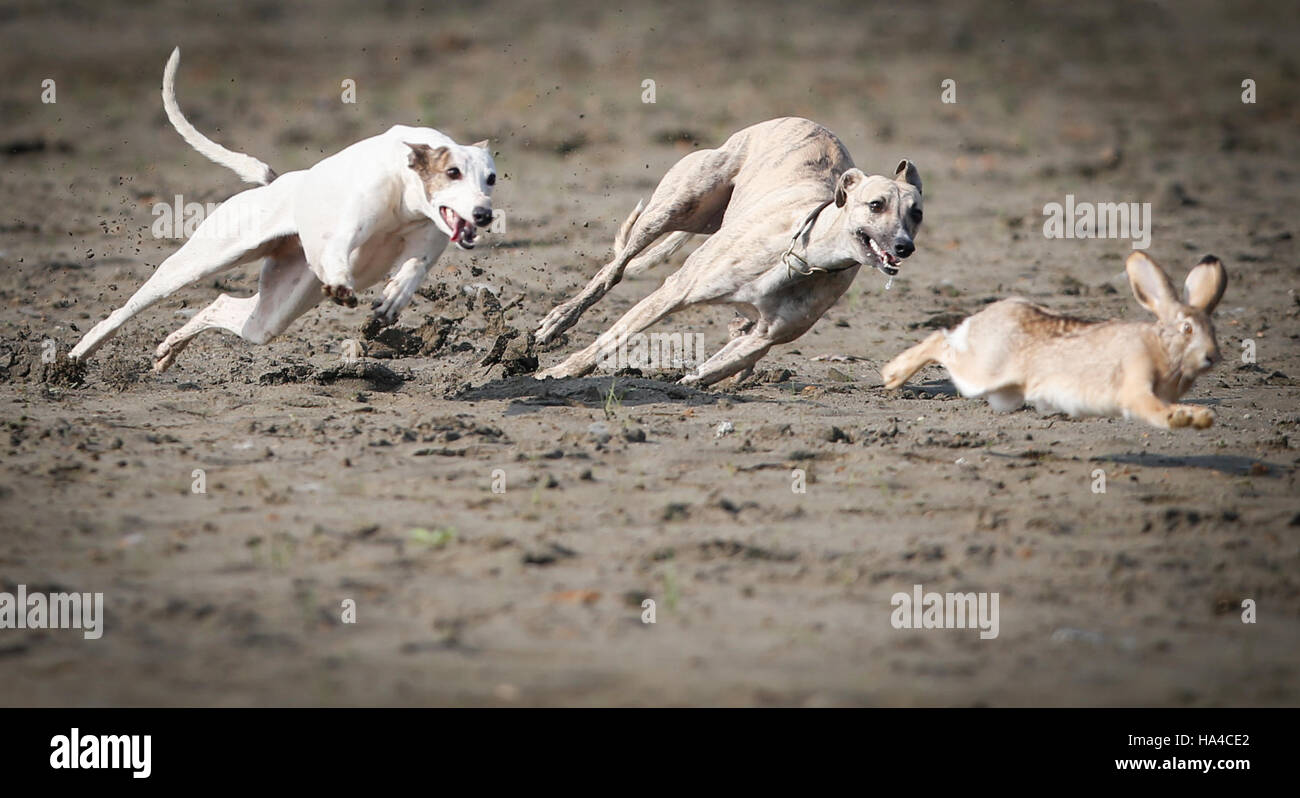 whippet rabbit hunting