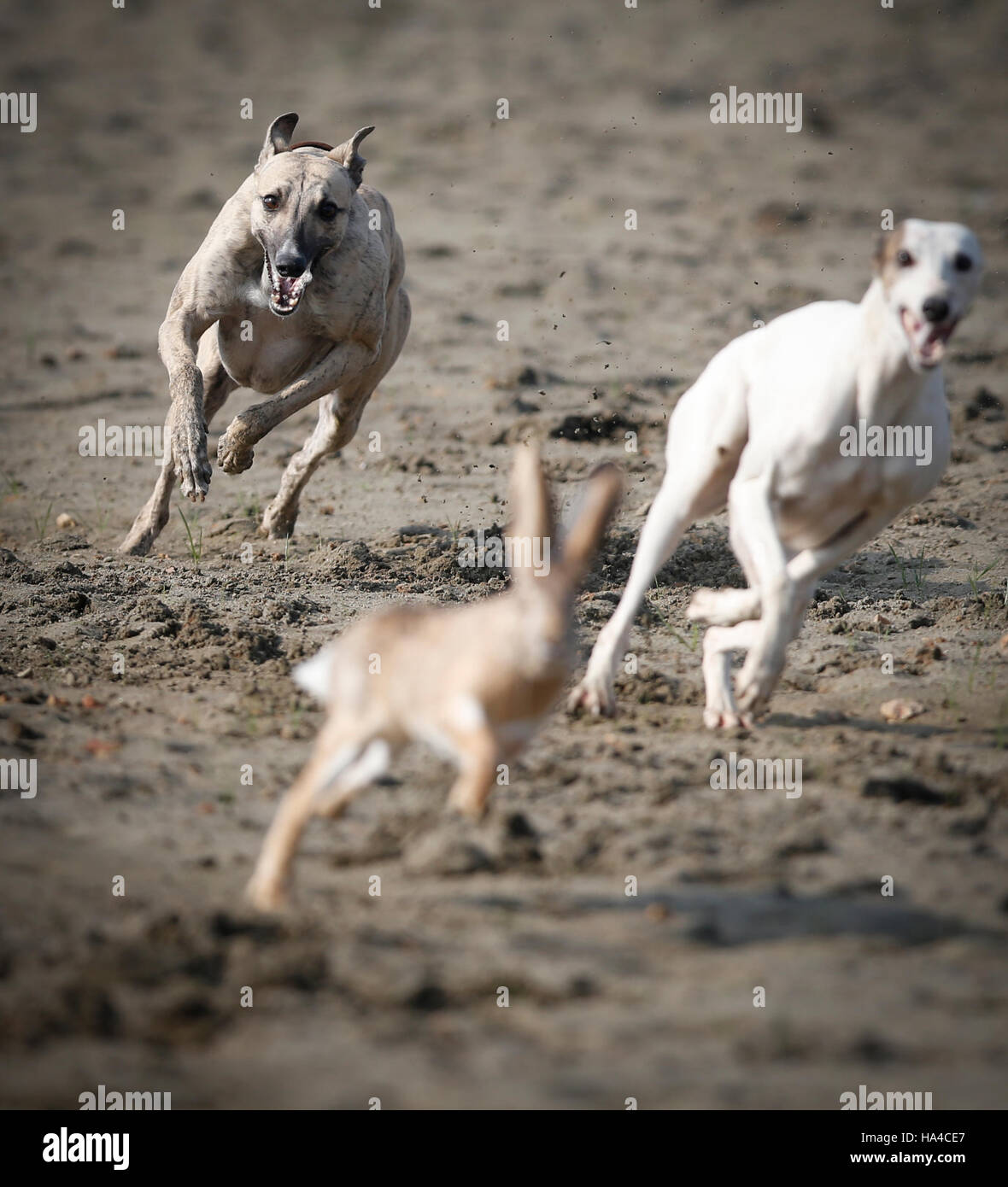 Chinese Rabbit Hunt Wuhan, China. 26th Nov, 2016. Dogs are hunting rabbits to attract ...