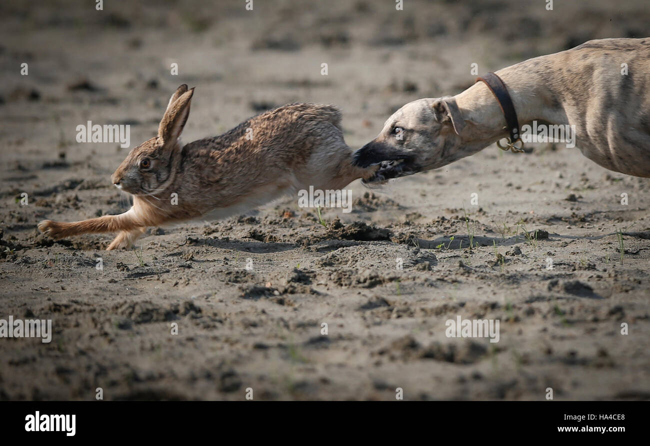 Chinese Rabbit Hunt Wuhan, China. 26th Nov, 2016. Dogs are hunting rabbits to attract ...