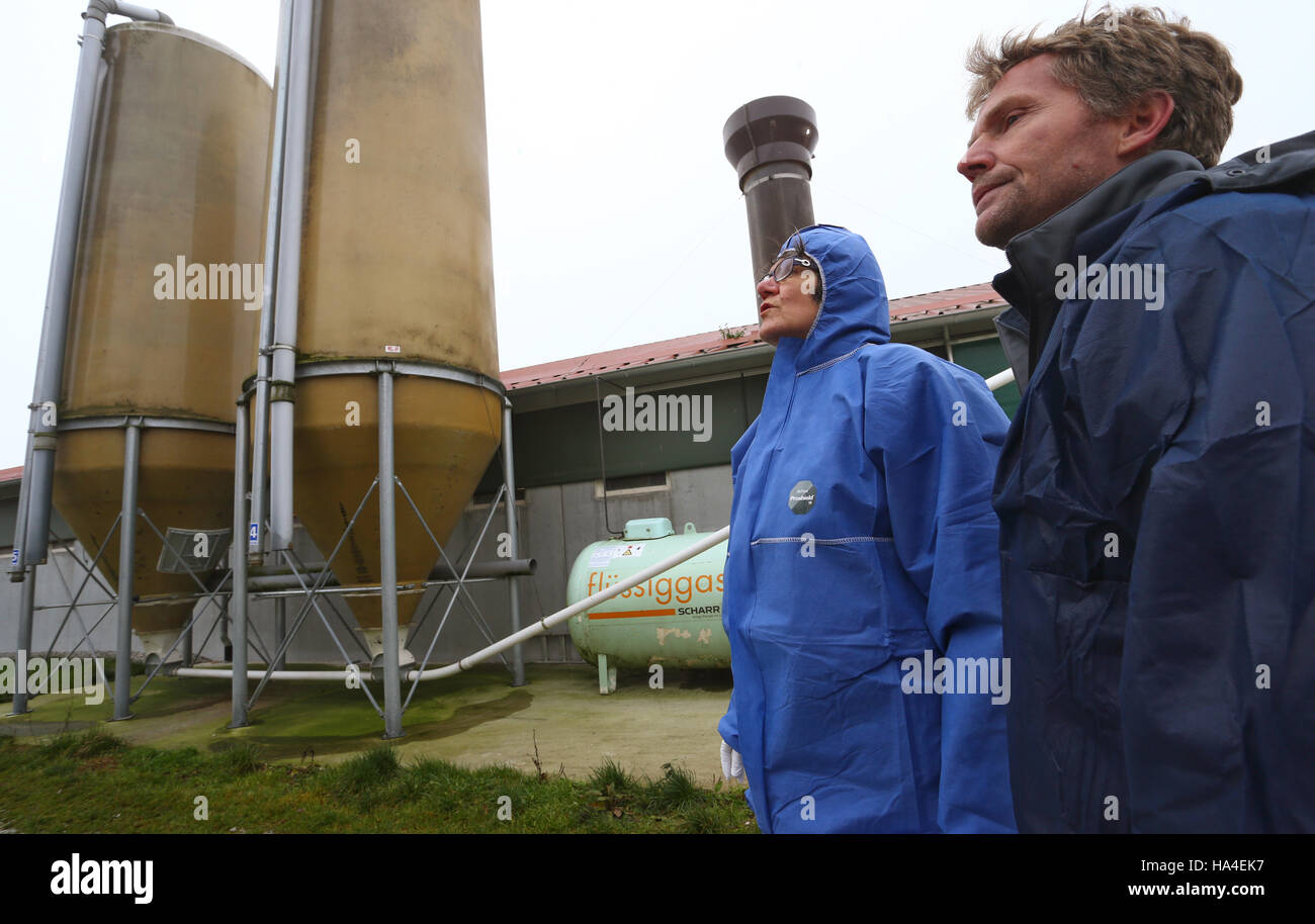 Vet Stefanie Fuhrmann (R) from the Constance district office with farmer Christoph Hoenig (L) on the latter's poultry farm near Eigeltingen, Germany, 24 November 2016. Farm birds are no longer allowed to roam freely due to an outbreak of avian flu in the area. Stock Photo