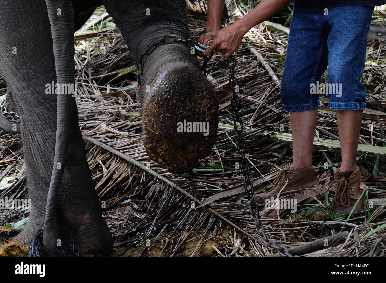 Pekanbaru, Riau, Indonesia. 27th Nov, 2016. This elephant named Budi from Elephant Training Center in Minas, Riau, Indonesia. Elephant Training Center is to protect the habitat from endangered Sumatran elephants. Sumatran elephant (elephas maximus Sumatrensis) currently includes endangered in the list issued by World Conservation Society. This was caused by illegal logging, shrinkage and fragmentation of habitat and the murder of conflict and poaching to take ivory. © Dedy Sutisna/ZUMA Wire/Alamy Live News Stock Photo