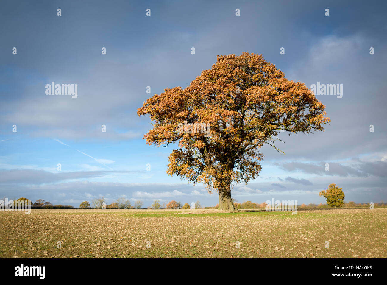 Fulbeck, Lincolnshire, UK. 27th November 2016. Beautiful oak tree in full Autumn foliage on the arable farmland of Lincolnshire. Credit:  Ian Francis/Alamy Live News Stock Photo