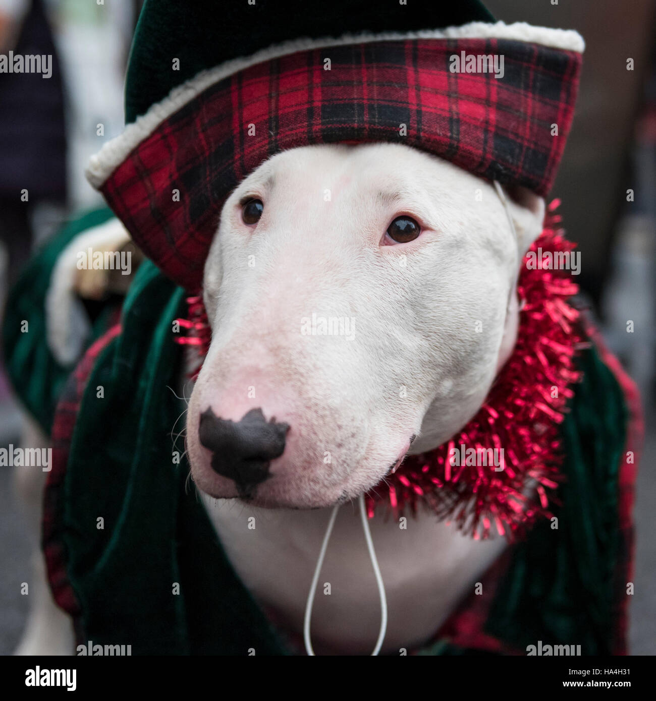 Bull terrier christmas 2025