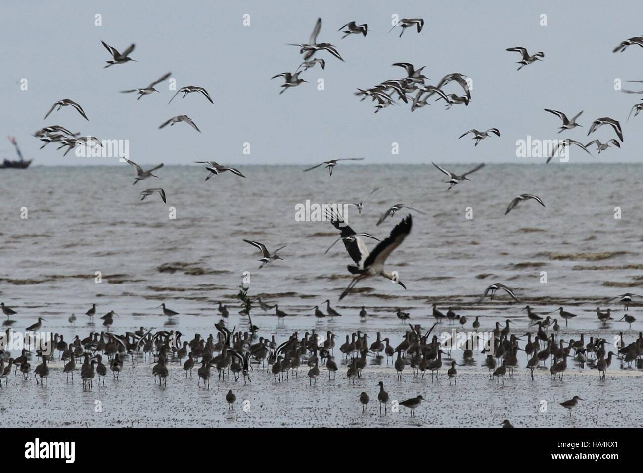 South Sumatra, Indonesia. 27th Nov, 2016. Thousands of birds from Siberia migrate annually to the Sembilang National Park, Banyuasin, South Sumatra, Indonesia, Nov. 27, 2016. Around 25 to 27 species of shore birds stop over in the region. Credit:  Muhammad Fajri/Xinhua/Alamy Live News Stock Photo