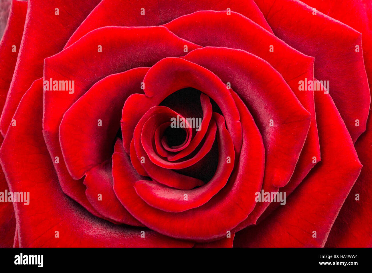 red rose close up, floral background Stock Photo - Alamy