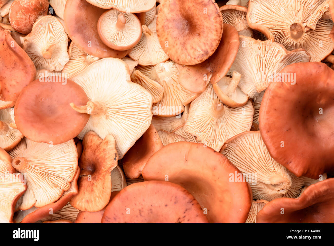 Handpicked mushrooms on display picked by people. The organic natural produce is edible. Horizontal Composition Stock Photo