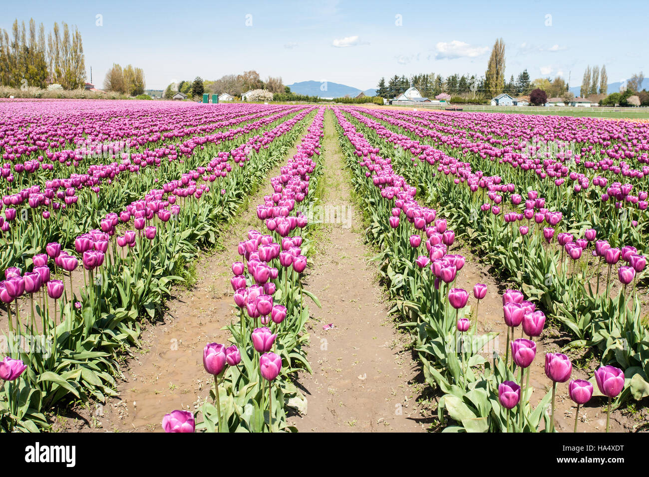 Tulip Garden At Roozengaarde In Mount Vernon Washington Usa
