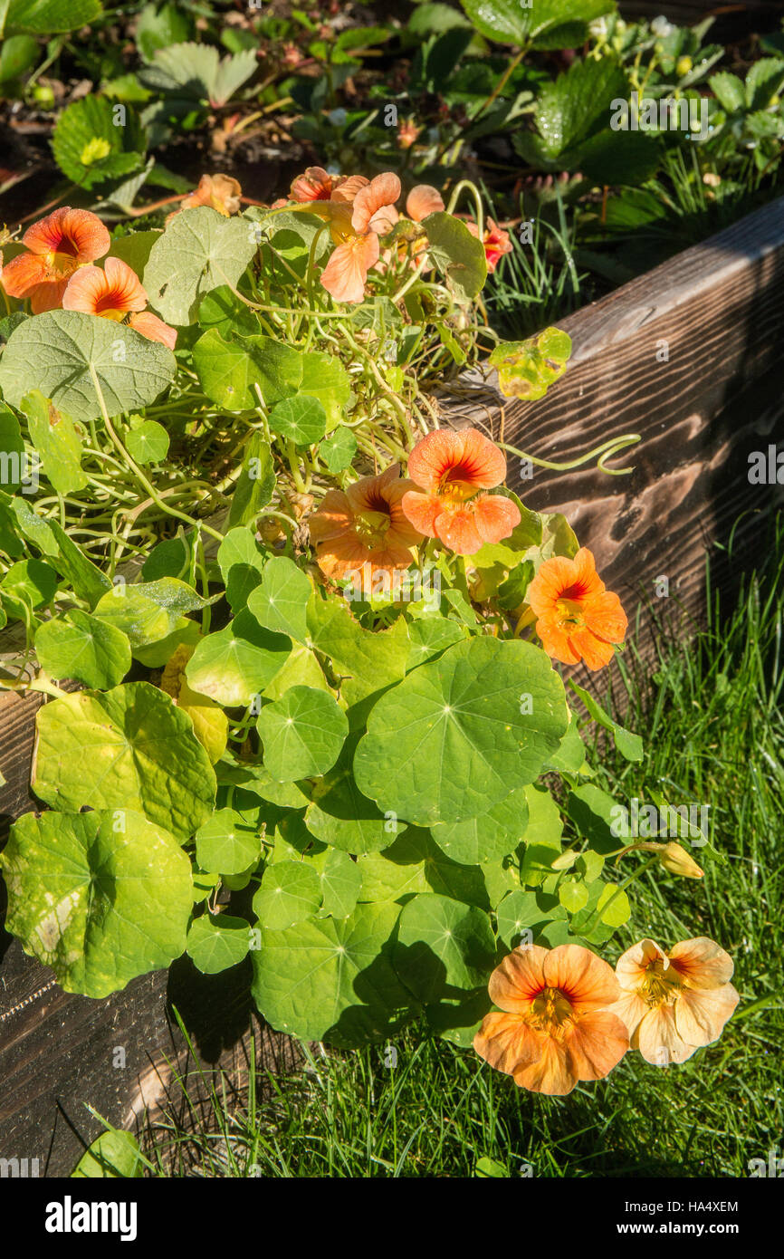 Orange nasturtiums growing next to strawberry plants in a raised bed garden in Maple Valley, Washington, USA Stock Photo