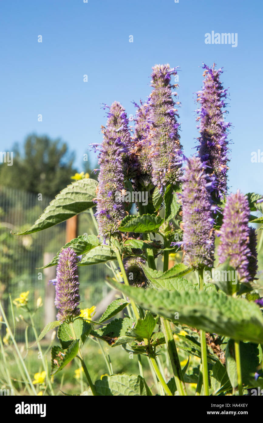 Agastache Licorice Mint growing in Maple Valley, Washington, USA.  It is a wonderful plant for attracting bees and butterflies to the garden, as it pr Stock Photo