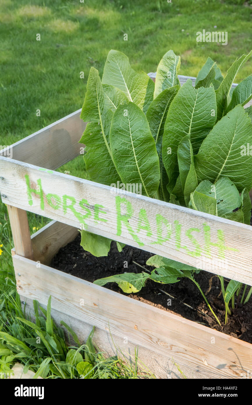 Horseradish plant hires stock photography and images Alamy
