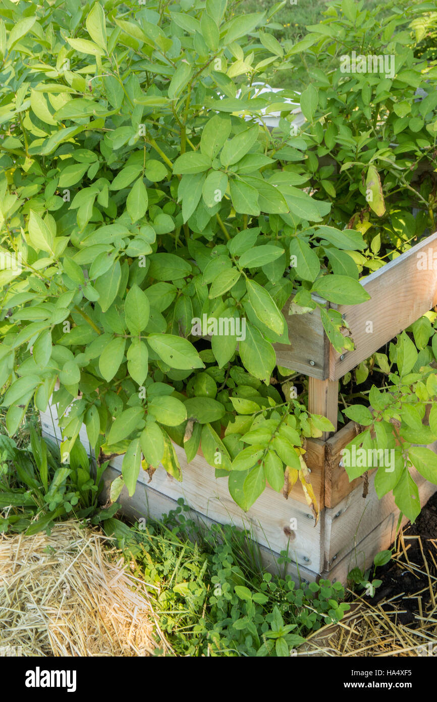 Potatoes growing in a potato box in Maple Valley, Washington, USA Stock