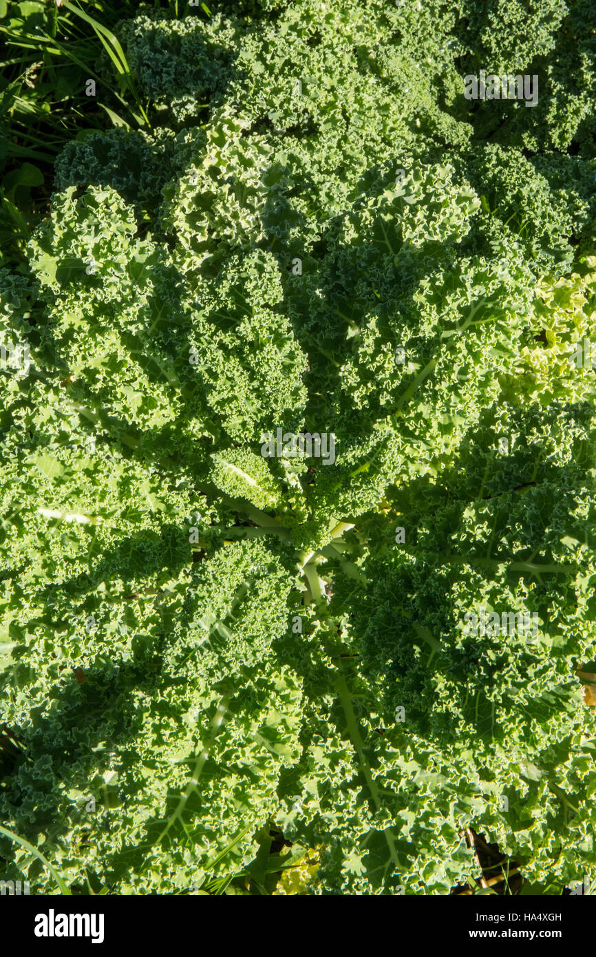 Vates Blue Curled Kale growing in Maple Valley, Washington, USA Stock Photo