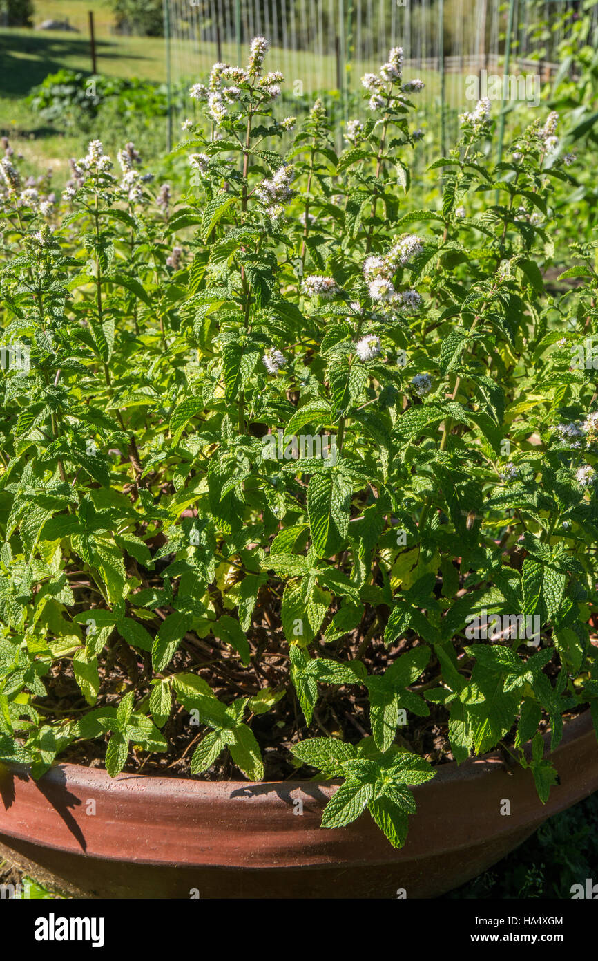 Spearmint plants growing in a container in Maple Valley, Washington, USA Stock Photo