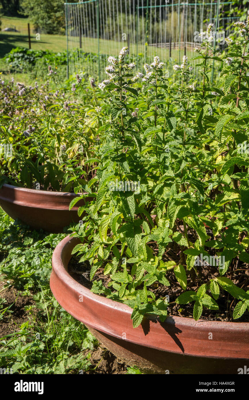 Various mint plants growing in containers in Maple Valley, Washington