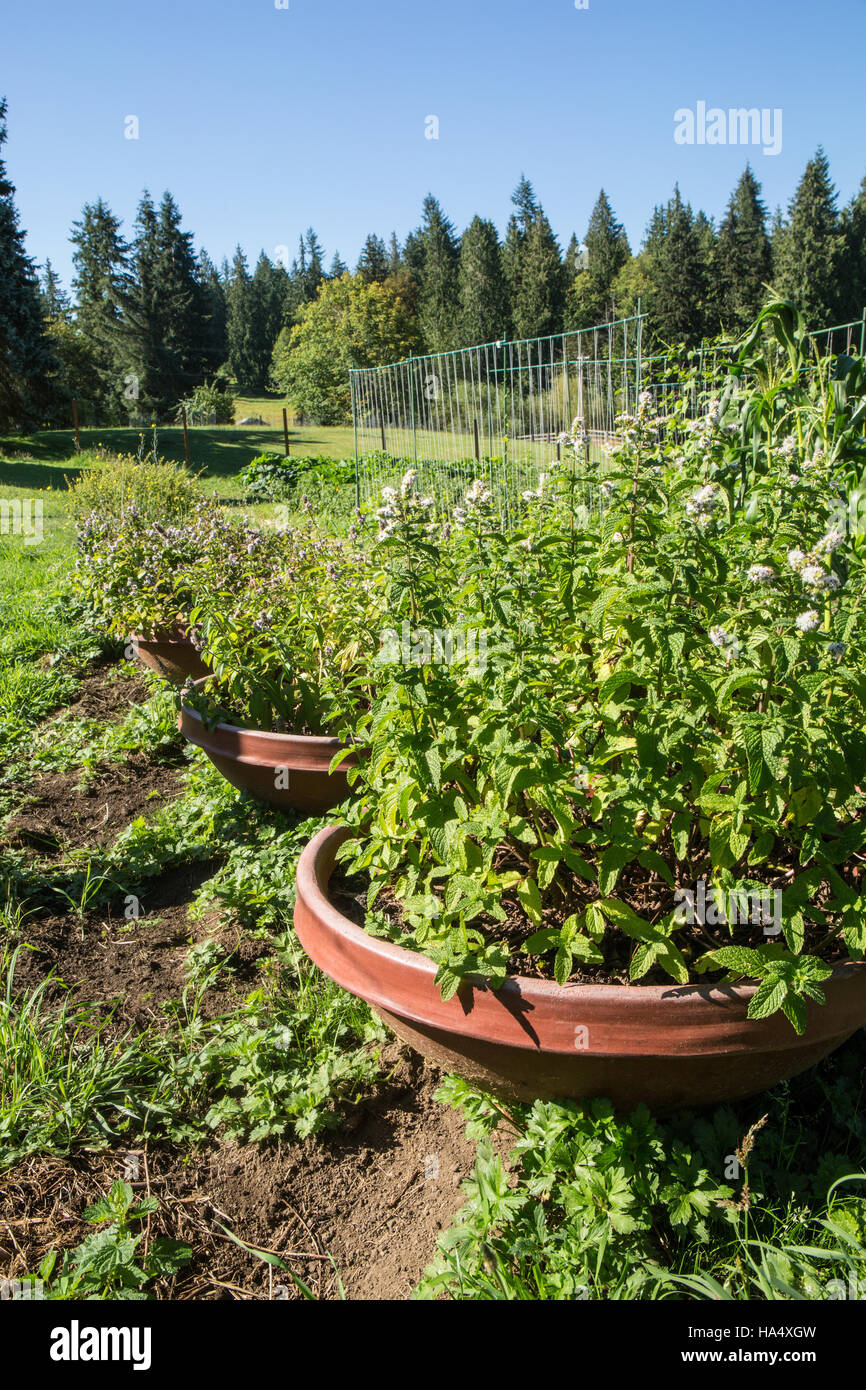 Various mint plants growing in containers in Maple Valley, Washington, USA, with the nearest being spearmint and the next one mint julep Stock Photo