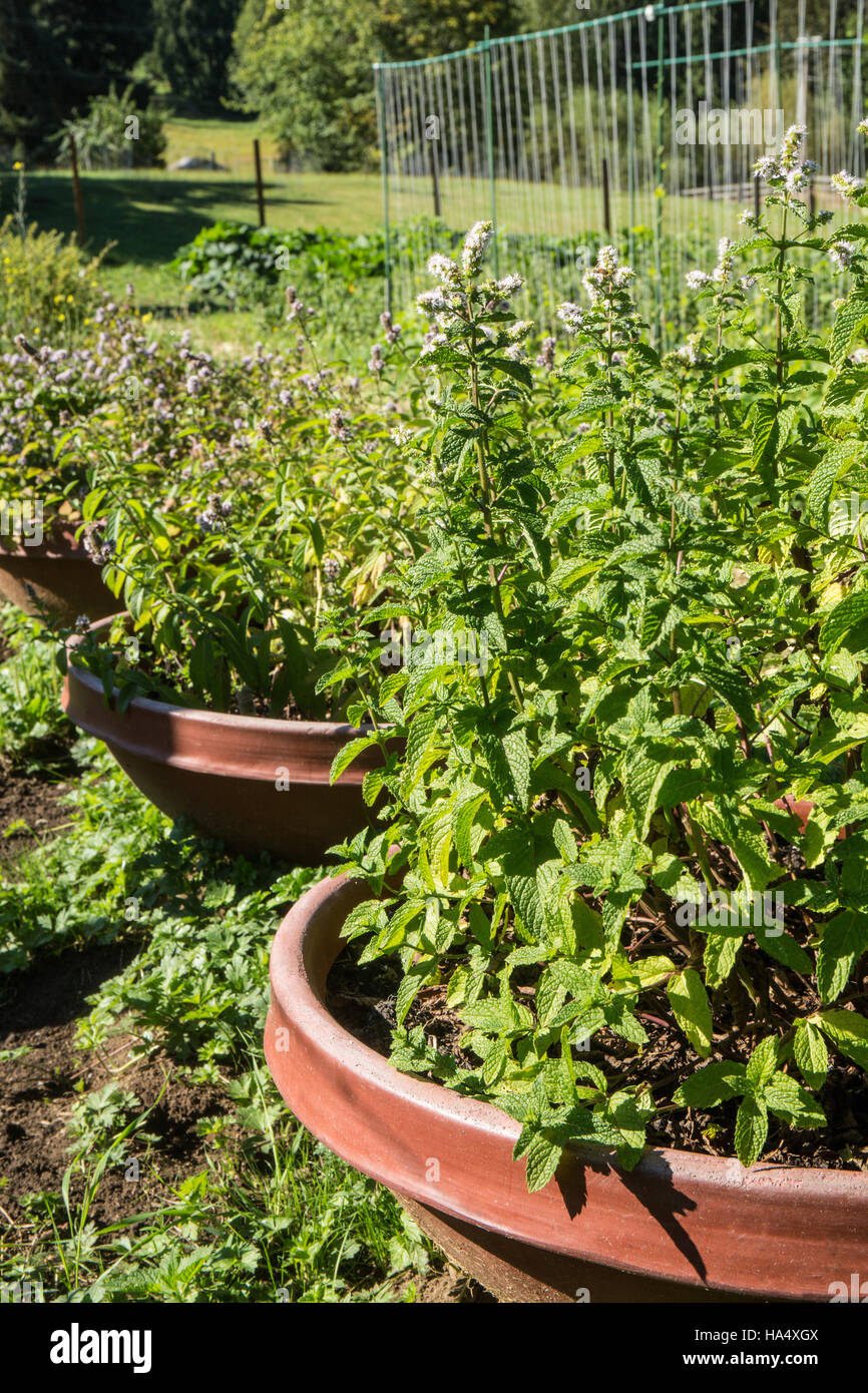 Various mint plants growing in containers in Maple Valley, Washington, USA, with the nearest being spearmint and the next one mint julep Stock Photo