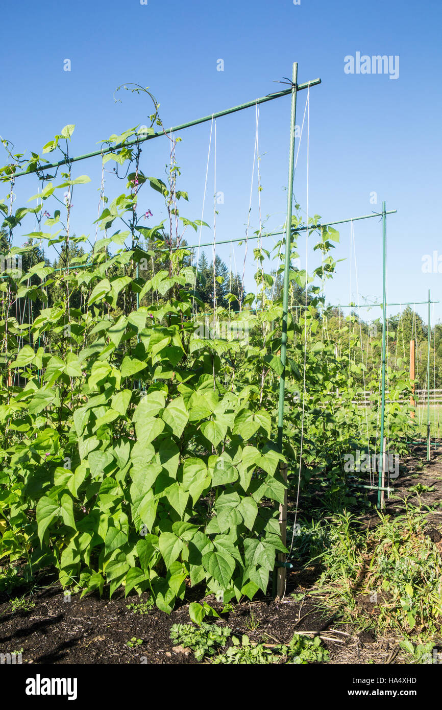 Kentucky Wonder pole beans growing on a string trellis in Maple Valley,  Washington, USA Stock Photo - Alamy