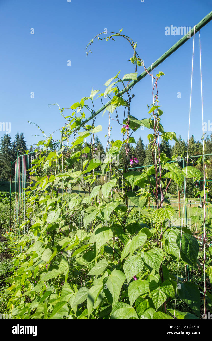 Good Mother Stallard pole beans growing on a string trellis in Maple