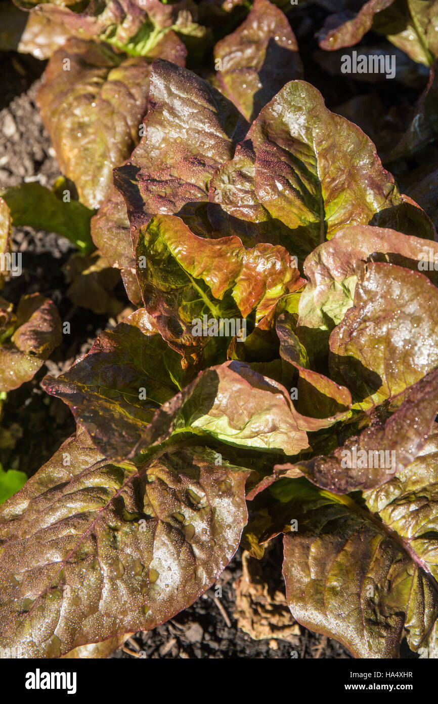 Gulley's Favorite Lettuce plants growing in Maple Valley, Washington, USA. Stock Photo