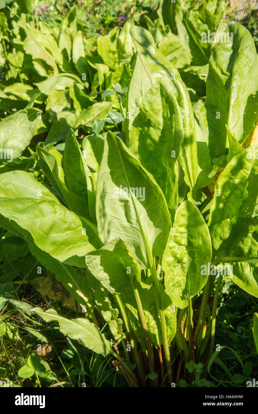 Common sorrel or garden sorrel (Rumex acetosa) growing in Maple Valley, Washington, USA.   It is often simply called sorrel, a perennial herb in the f Stock Photo