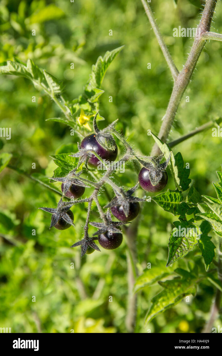 Blackberry cherry tomatoes growing in Maple Valley, Washington, USA.  The exteriors of this heirloom tomato are a lustrous, deep, cocoa-ruby red with Stock Photo