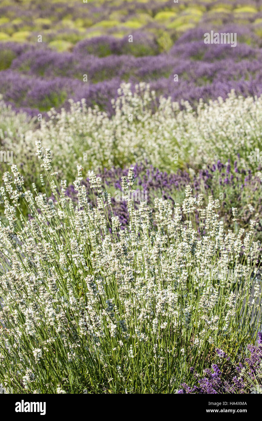 Pelindaba Lavender Farm on San Juan Island, Washington, USA Stock Photo