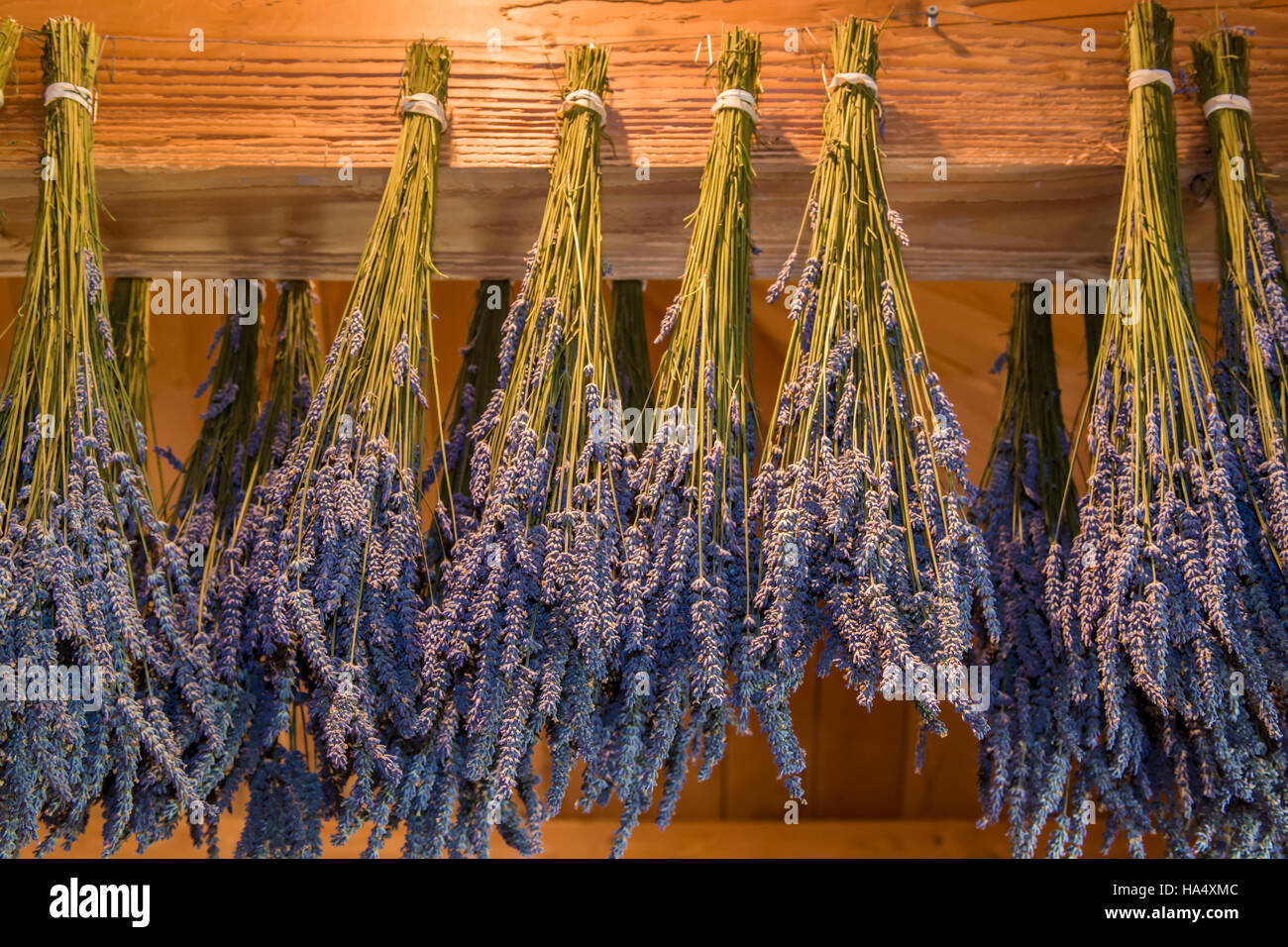 Lavender hung to dry at Pelindaba Lavender Farm, San Juan Island, Washington, USA Stock Photo