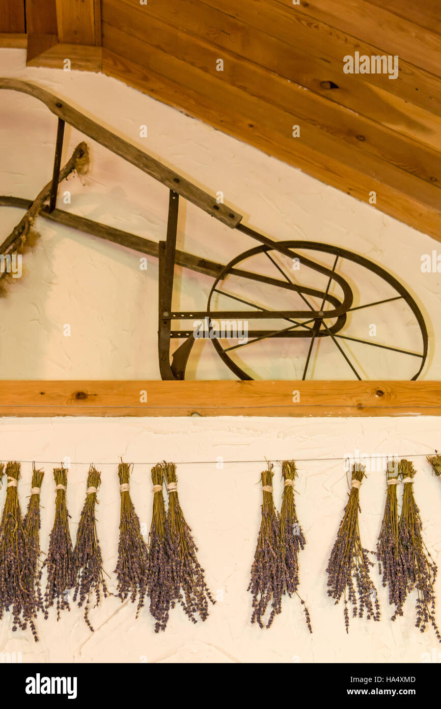 Lavender hung to dry on the wall, with an antique hand plow displayed as well, at Pelindaba Lavender Farm, San Juan Island, Washington, USA Stock Photo