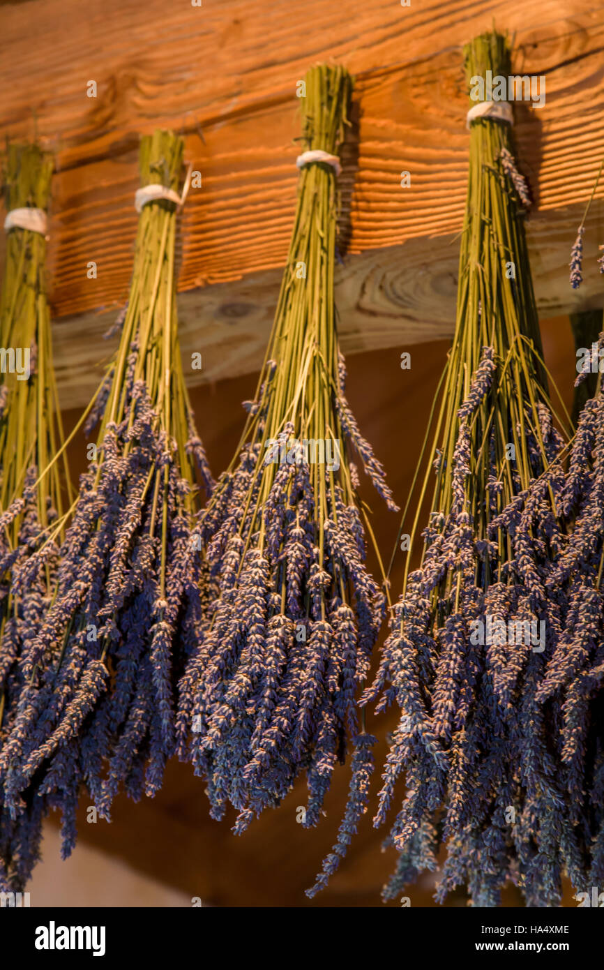 Lavender hung to dry at Pelindaba Lavender Farm, San Juan Island, Washington, USA Stock Photo