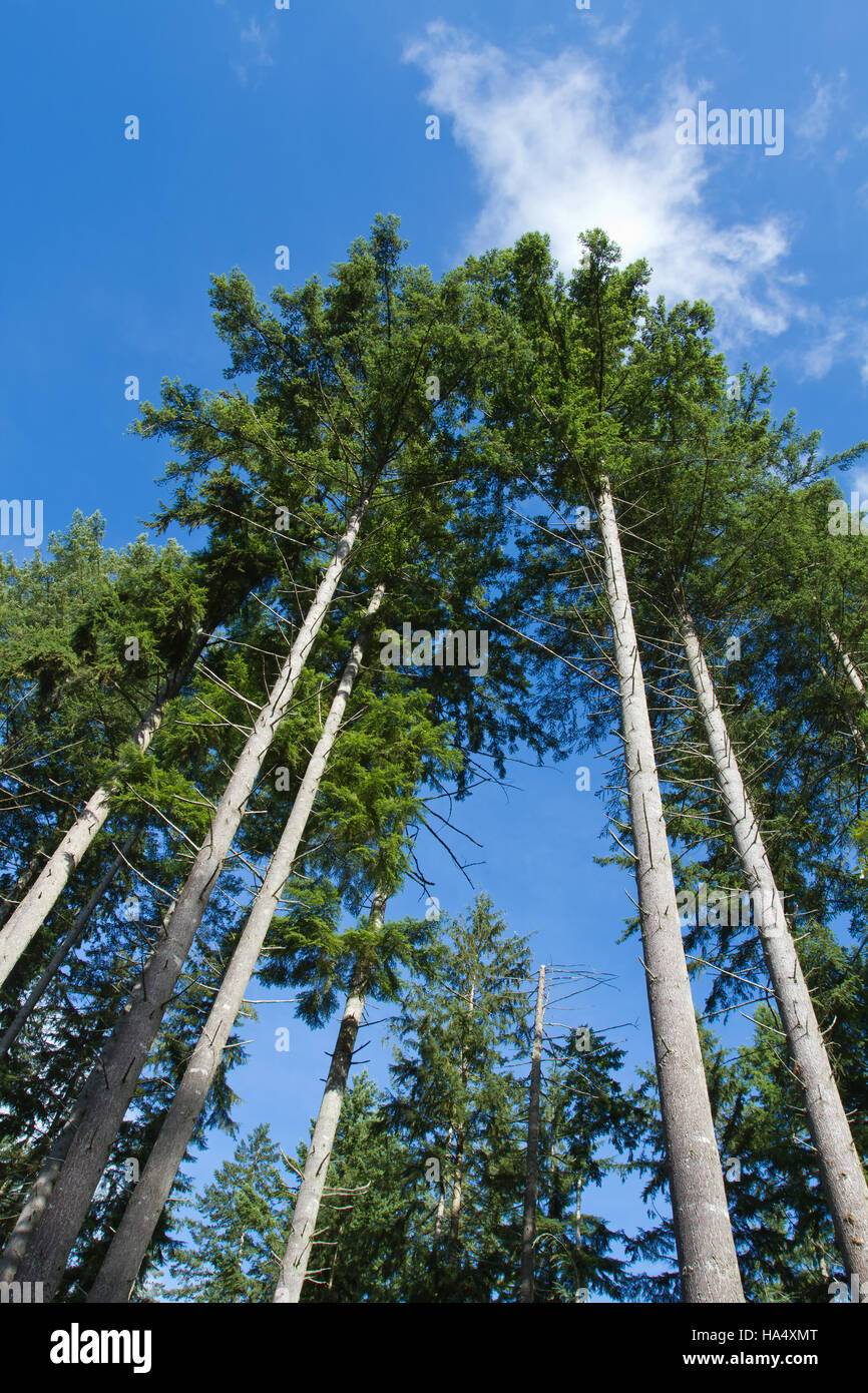 Trunk douglas fir tree washington hires stock photography and images