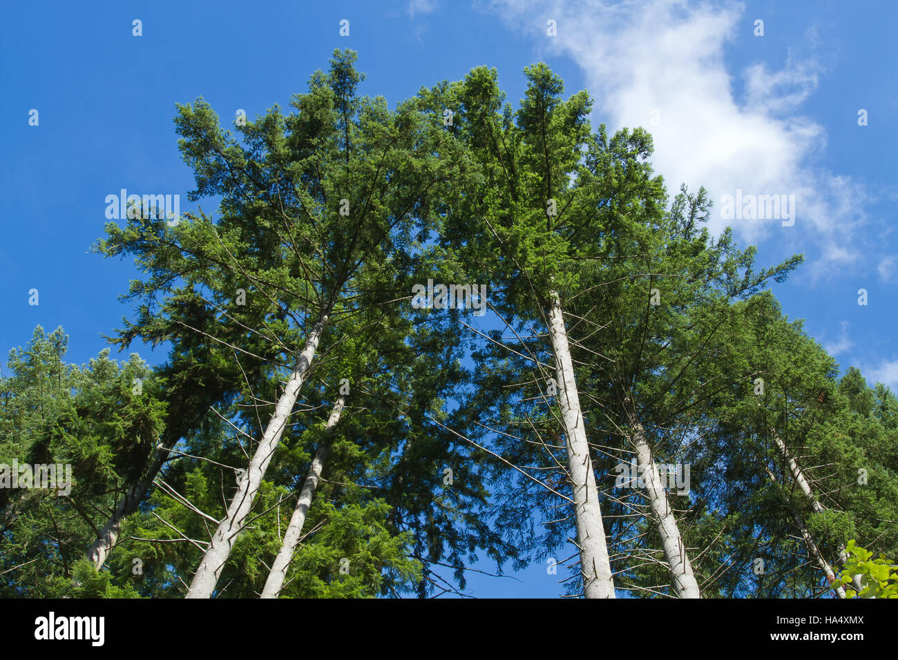 Douglas Fir trees in Squak Mountain State Park near Issaquah, Washington, USA Stock Photo