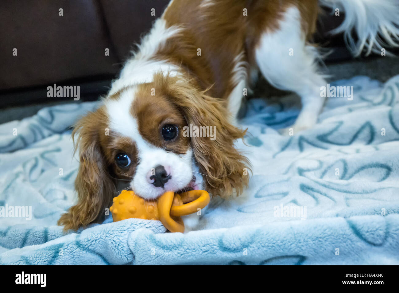 Dog blanket chew hi res stock photography and images Alamy