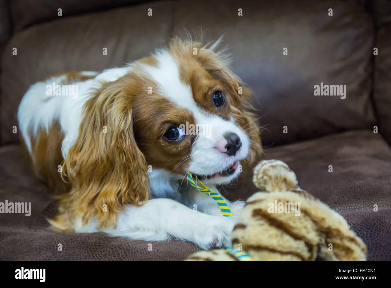 Six month old Cavalier King Charles Spaniel puppy with a stuffed animal