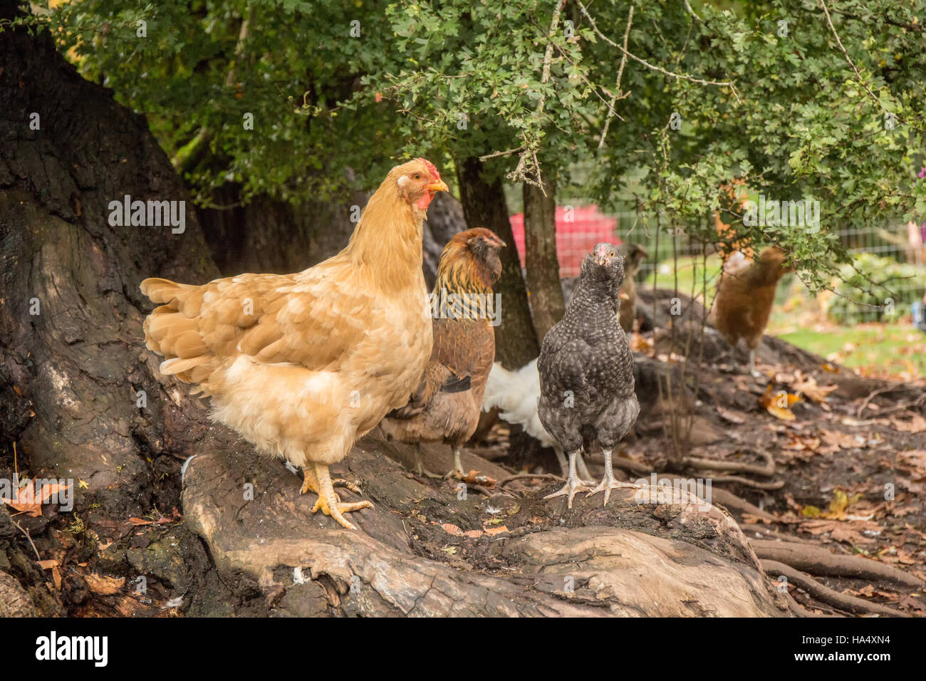 Free-ranging Buff Orpington, Red Laced Wyandotte, Cuckoo Maran and White Leghorn hens standing at the base of a large tree in Issaquah, Washington, US Stock Photo