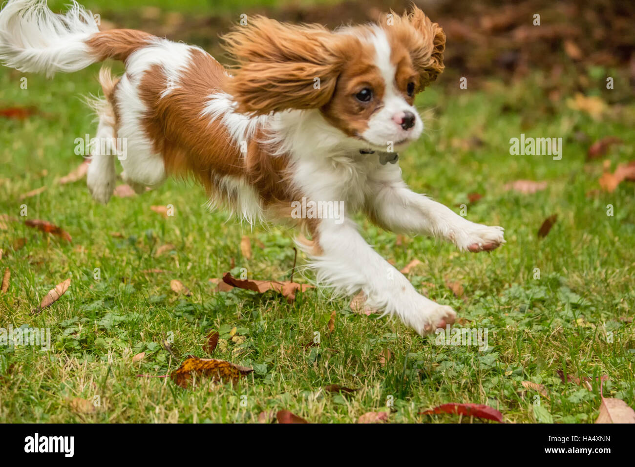 Six month old Cavalier King Charles Spaniel puppy running outside on an