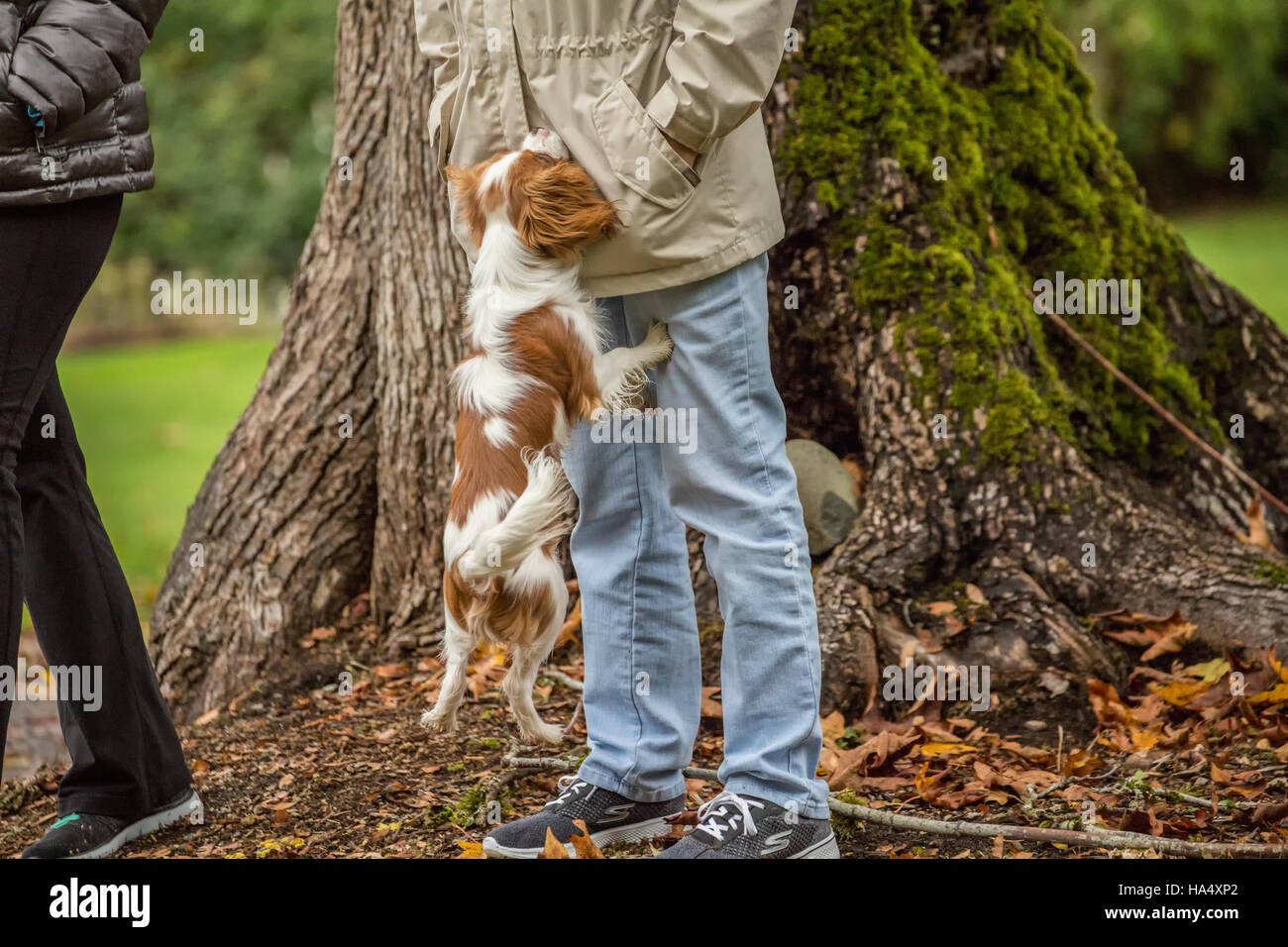Six month old Cavalier King Charles Spaniel puppy jumping up on his owner, trying to get a toy, outside on an Autumn day in Issaquah, Washington, USA Stock Photo