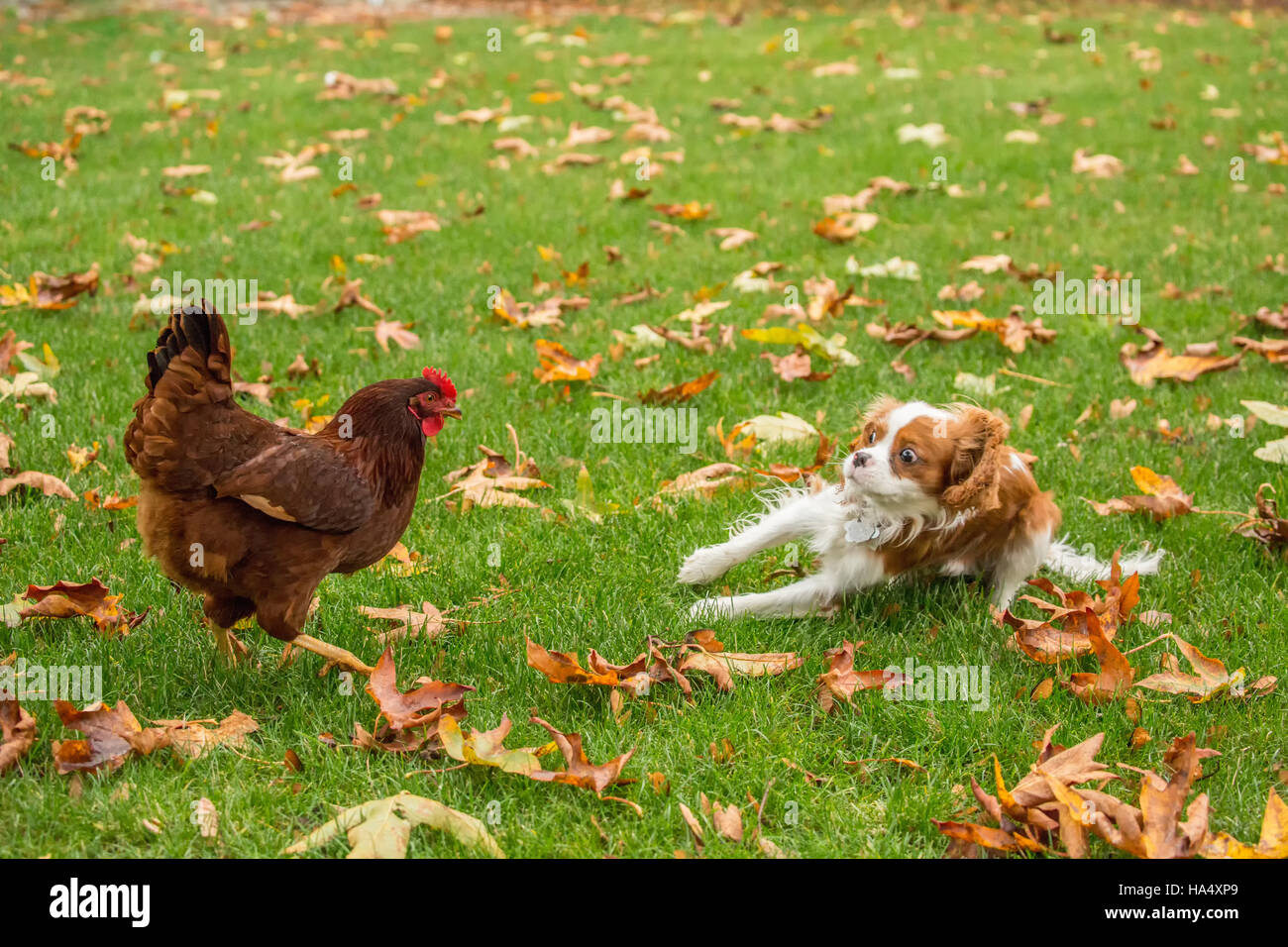 Six month old Cavalier King Charles Spaniel puppy caught off-guard when a Rhode Island Red chicken started chasing him Stock Photo