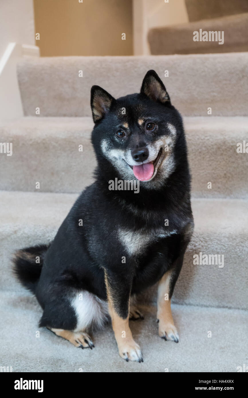 Three year old Shiba Inu dog, Kimi, sitting on a stairwell in Issaquah