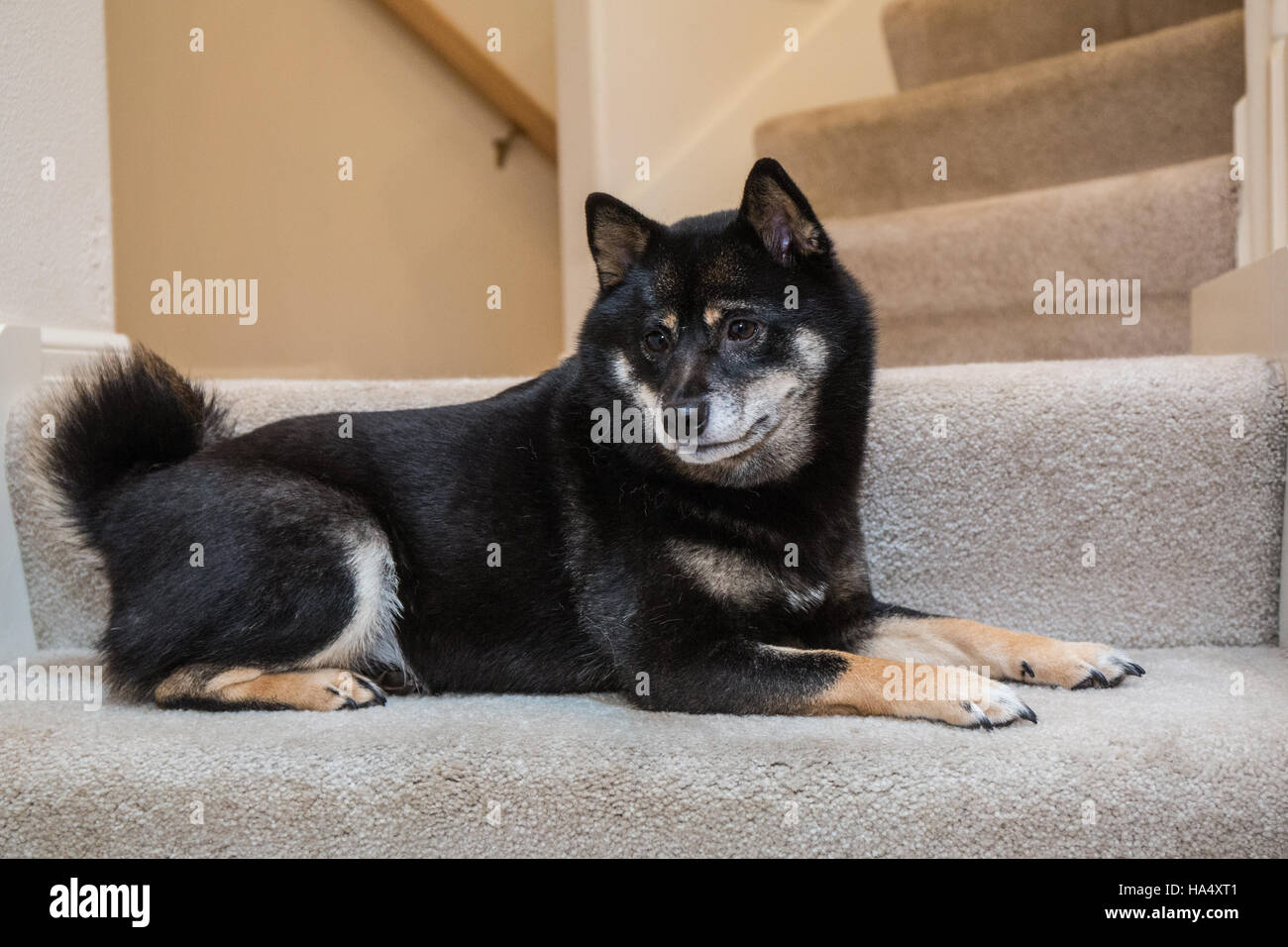 Three year old Shiba Inu dog, Kimi, sitting on a stairwell in Issaquah