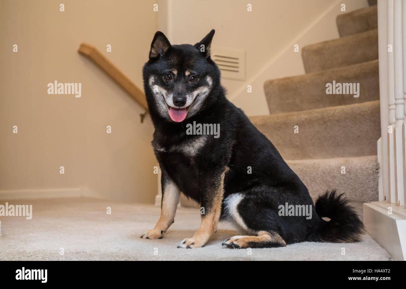 Three year old Shiba Inu dog, Kimi, sitting on a stairwell in Issaquah