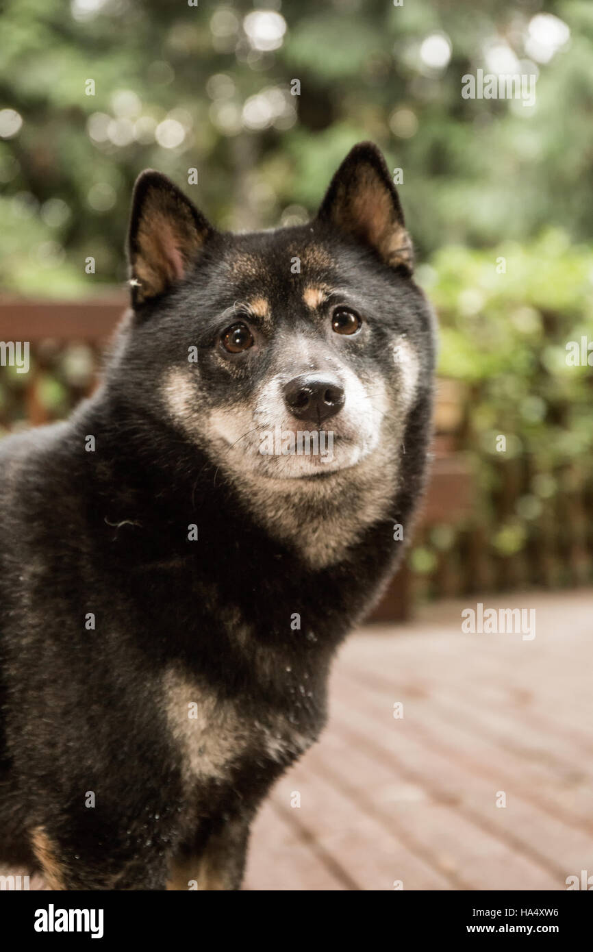Portrait Of Three Year Old Shiba Inu Dog Kimi Posing On A