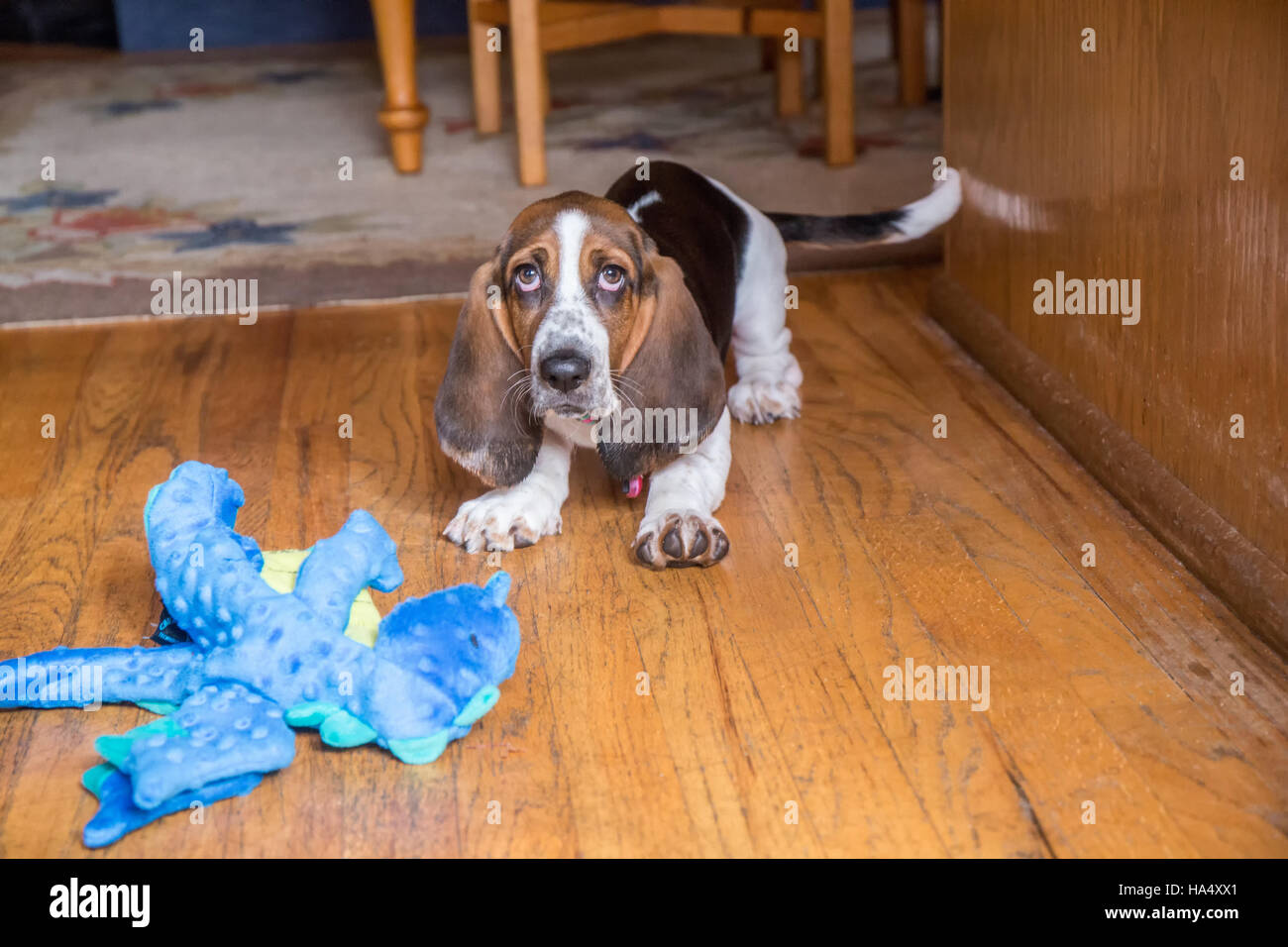 Three month old Basset puppy "Emma Mae" with her stuffed dragon toy in