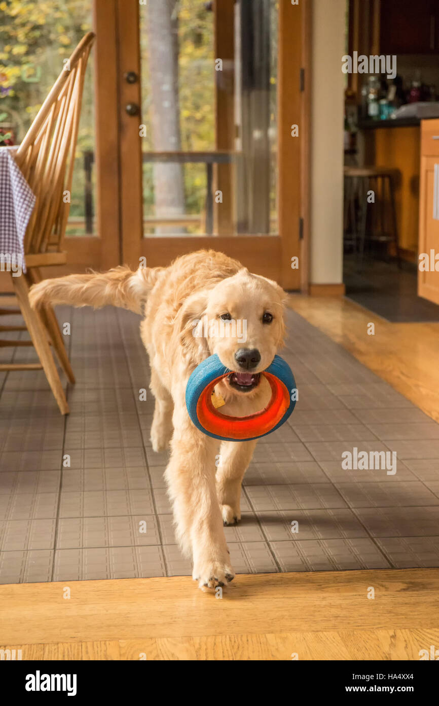 Four month old Golden Retriever puppy "Sophie" running through her kitchen with a dog ring toy in her mouth, in Issaquah, Washington, USA Stock Photo