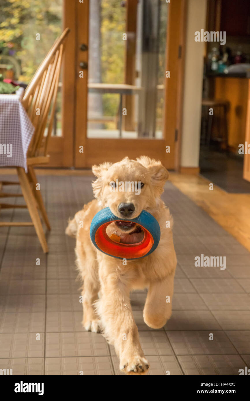 Four month old Golden Retriever puppy "Sophie" running through her kitchen with a dog ring toy in her mouth, in Issaquah, Washington, USA Stock Photo