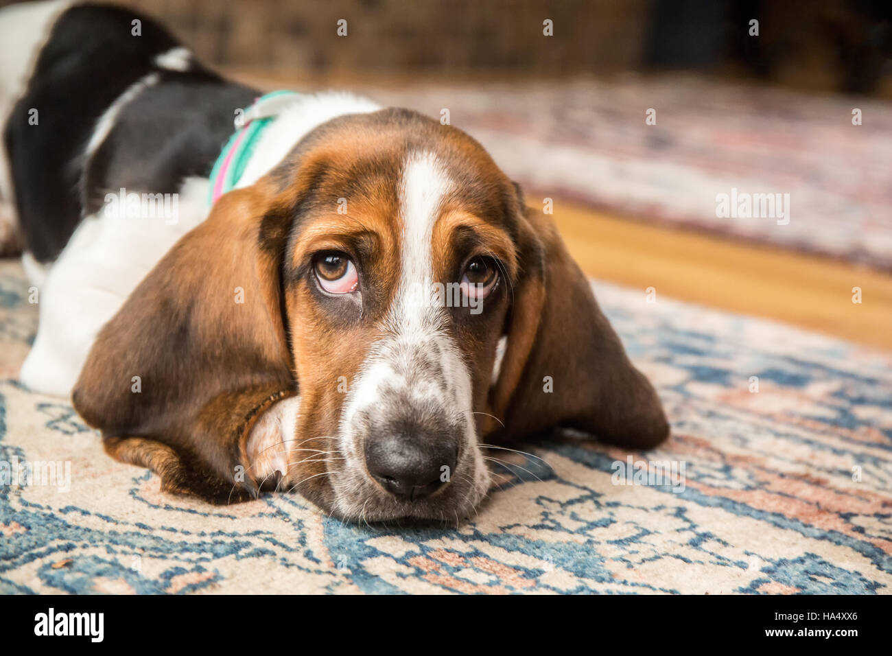 Three month old Basset puppy 'Emma Mae' looking forlorn as she reclines on an area rug in Maple Valley, Washington, USA Stock Photo