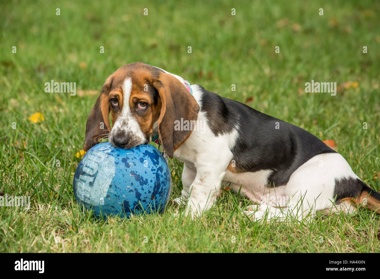 Three month old Basset puppy 'Emma Mae' chewing a kick ball in her yard in Maple Valley, Washington, USA Stock Photo
