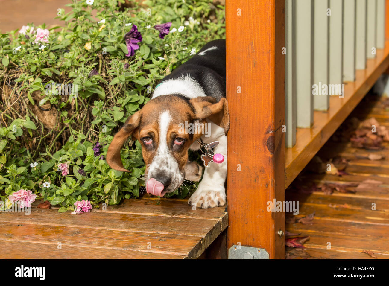 Three month old Basset puppy 'Emma Mae' looking rather guilty as she comes from behind some flower pots on her deck in Maple Valley, Washington, USA Stock Photo